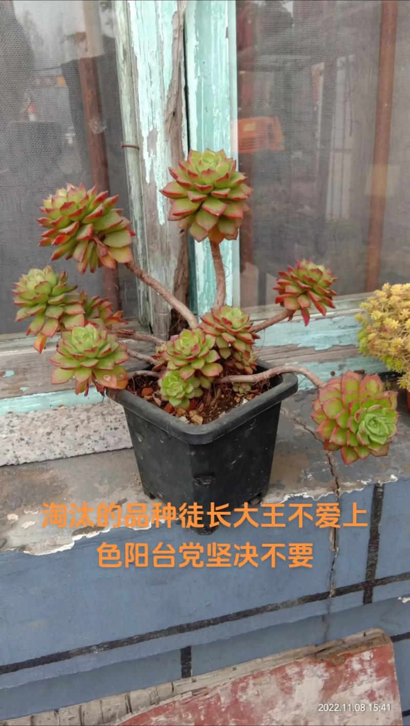 多肉开花了要剪掉吗(紫乐多肉开花了要剪掉吗)-第7张图片-多多自然网 多肉开花了要剪掉吗(紫乐多肉开花了要剪掉吗)-第7张图片-多多自然网