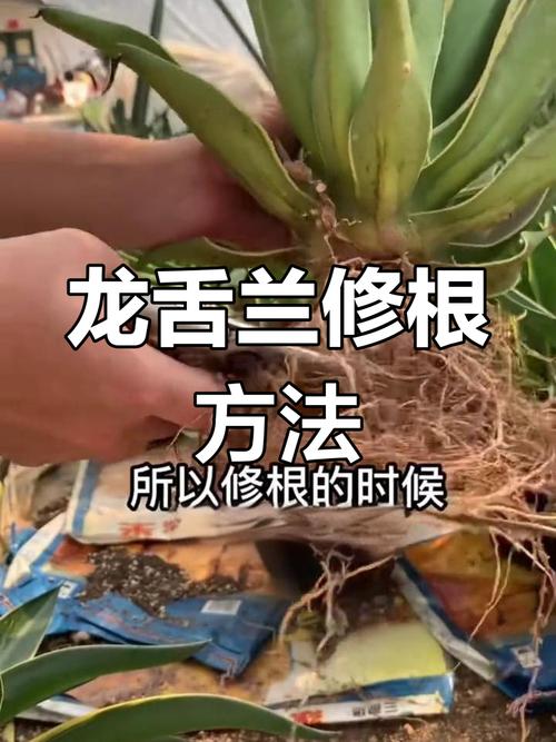 龙舌兰怎么修剪(龙舌兰如何修剪)-第4张图片-多多自然网 龙舌兰怎么修剪(龙舌兰如何修剪)-第4张图片-多多自然网