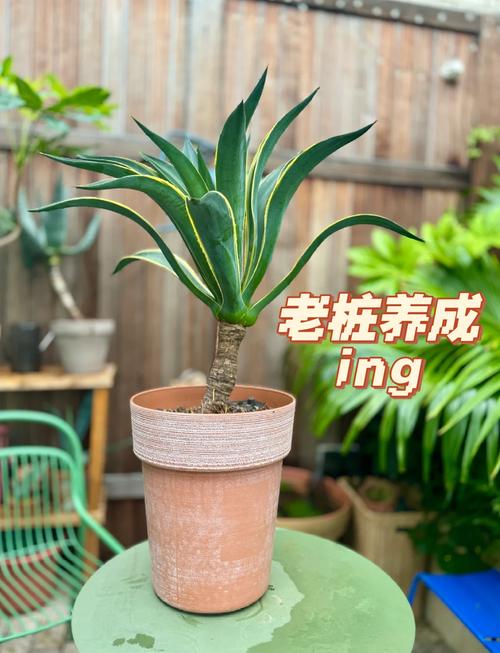 龙舌兰怎么修剪(龙舌兰如何修剪)-第5张图片-多多自然网 龙舌兰怎么修剪(龙舌兰如何修剪)-第5张图片-多多自然网