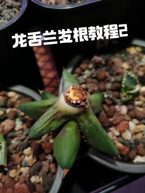 龙舌兰怎么修剪(龙舌兰如何修剪)-第6张图片-多多自然网 龙舌兰怎么修剪(龙舌兰如何修剪)-第6张图片-多多自然网