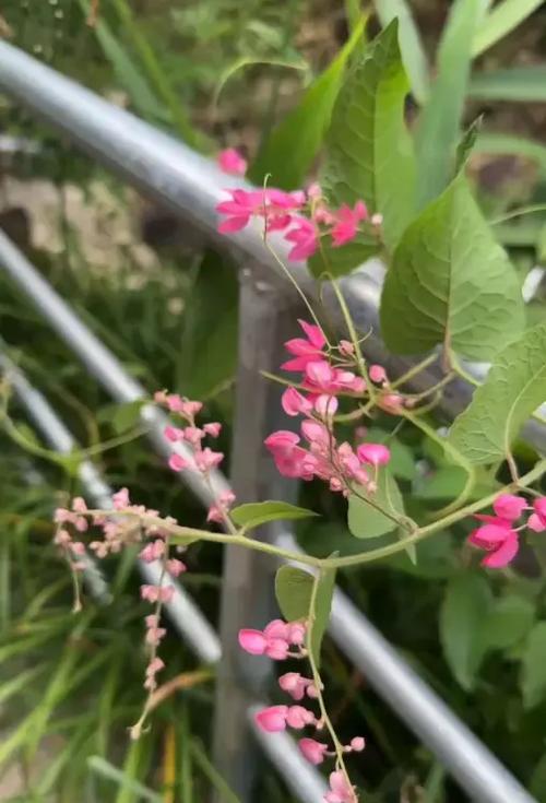 珊瑚藤种子怎么种(珊瑚藤种子种上几个月能开花)-第2张图片-多多自然网 珊瑚藤种子怎么种(珊瑚藤种子种上几个月能开花)-第2张图片-多多自然网