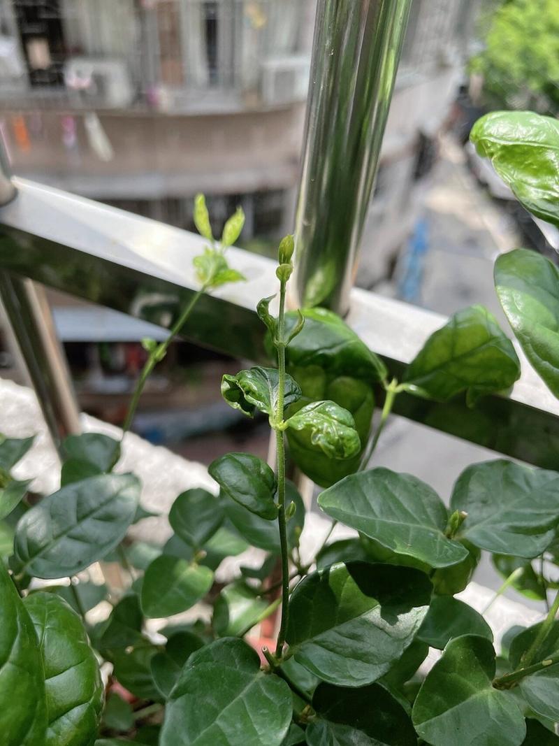 茉莉叶子卷曲怎么办(盆栽茉莉叶子卷起来了)-第2张图片-多多自然网 茉莉叶子卷曲怎么办(盆栽茉莉叶子卷起来了)-第2张图片-多多自然网