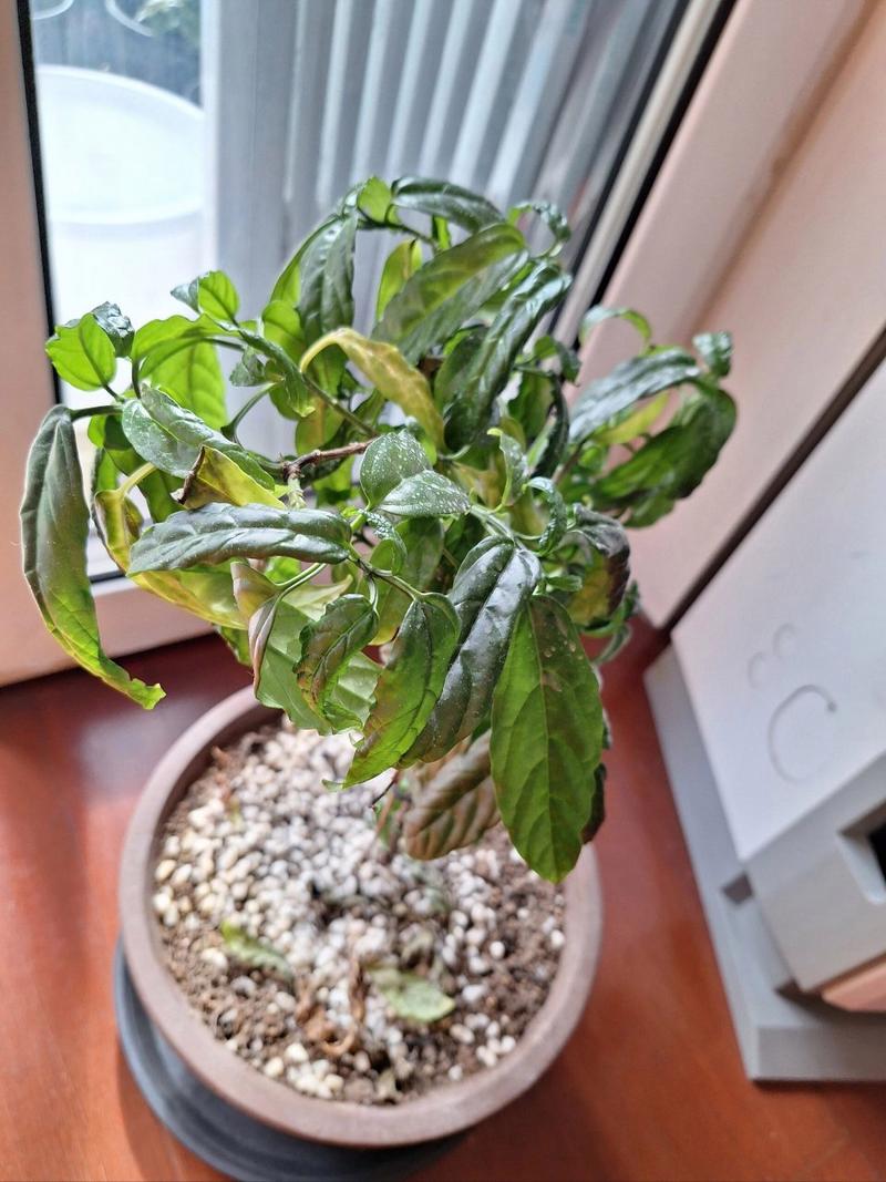 茉莉叶子卷曲怎么办(盆栽茉莉叶子卷起来了)-第5张图片-多多自然网 茉莉叶子卷曲怎么办(盆栽茉莉叶子卷起来了)-第5张图片-多多自然网