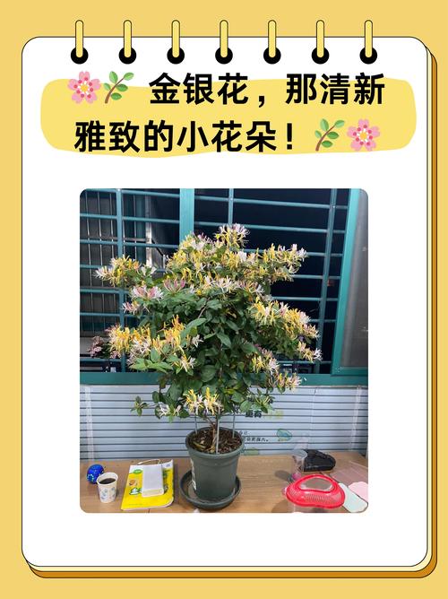金银花怎么养（金银花怎么养家庭养法）-第1张图片-多多自然网