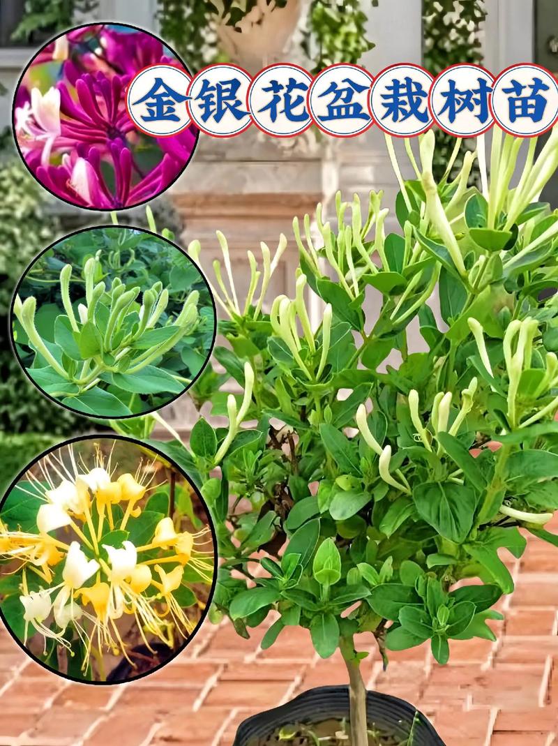金银花怎么养（金银花怎么养家庭养法）-第2张图片-多多自然网