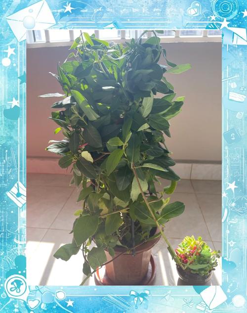 金银花怎么养（金银花怎么养家庭养法）-第5张图片-多多自然网