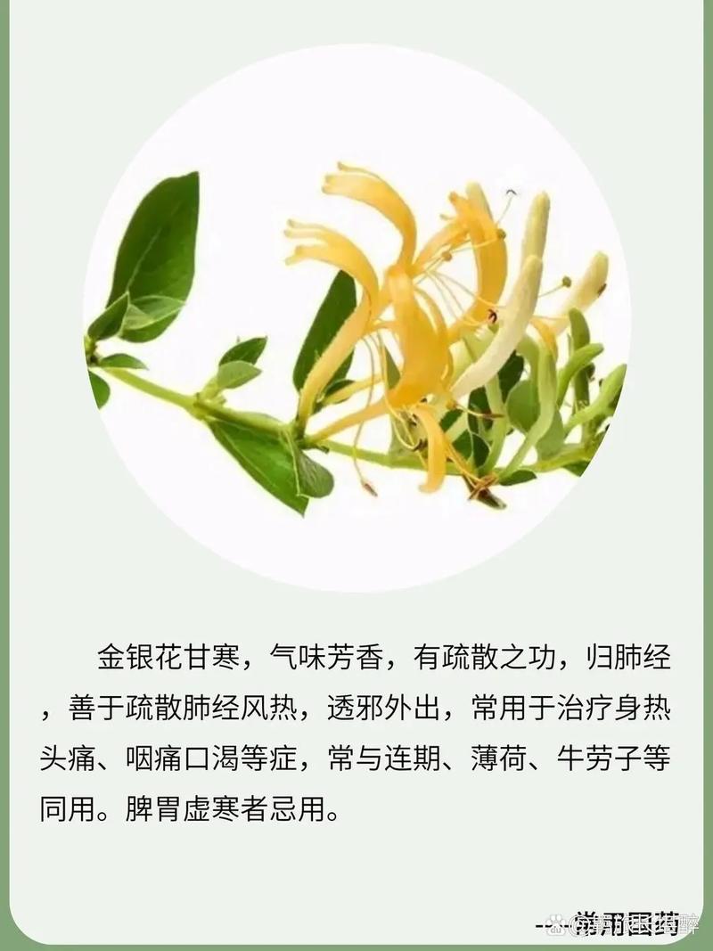 金银花怎么养（金银花怎么养家庭养法）-第6张图片-多多自然网