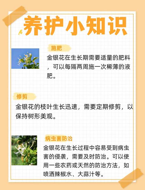 金银花怎么养（金银花怎么养家庭养法）-第8张图片-多多自然网
