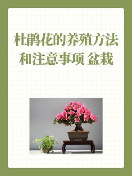 养好杜鹃花的秘诀(如何养杜鹃花)-第1张图片-多多自然网 养好杜鹃花的秘诀(如何养杜鹃花)-第1张图片-多多自然网