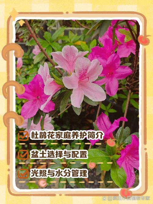 养好杜鹃花的秘诀(如何养杜鹃花)-第3张图片-多多自然网 养好杜鹃花的秘诀(如何养杜鹃花)-第3张图片-多多自然网