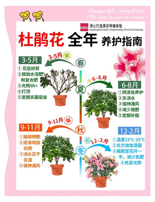养好杜鹃花的秘诀(如何养杜鹃花)-第5张图片-多多自然网 养好杜鹃花的秘诀(如何养杜鹃花)-第5张图片-多多自然网
