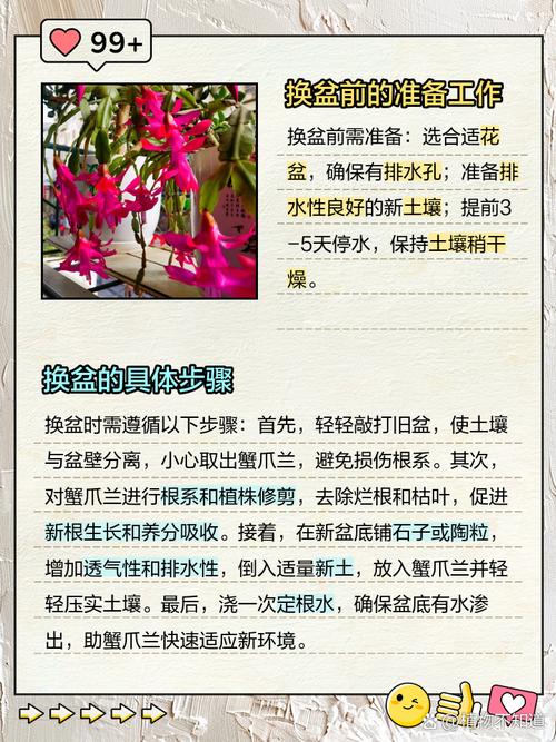 蟹爪兰夏天可以换盆吗(蟹爪兰夏天可以换盆吗视频)-第2张图片-多多自然网 蟹爪兰夏天可以换盆吗(蟹爪兰夏天可以换盆吗视频)-第2张图片-多多自然网