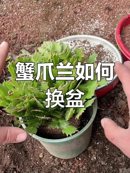 蟹爪兰夏天可以换盆吗(蟹爪兰夏天可以换盆吗视频)-第6张图片-多多自然网 蟹爪兰夏天可以换盆吗(蟹爪兰夏天可以换盆吗视频)-第6张图片-多多自然网