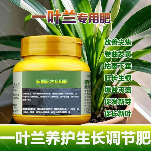 怎样让一叶兰长得高(一叶兰怎么样长的快)-第4张图片-多多自然网 怎样让一叶兰长得高(一叶兰怎么样长的快)-第4张图片-多多自然网