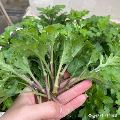 百日菊的扦插方法（百日菊插杆）-第5张图片-多多自然网
