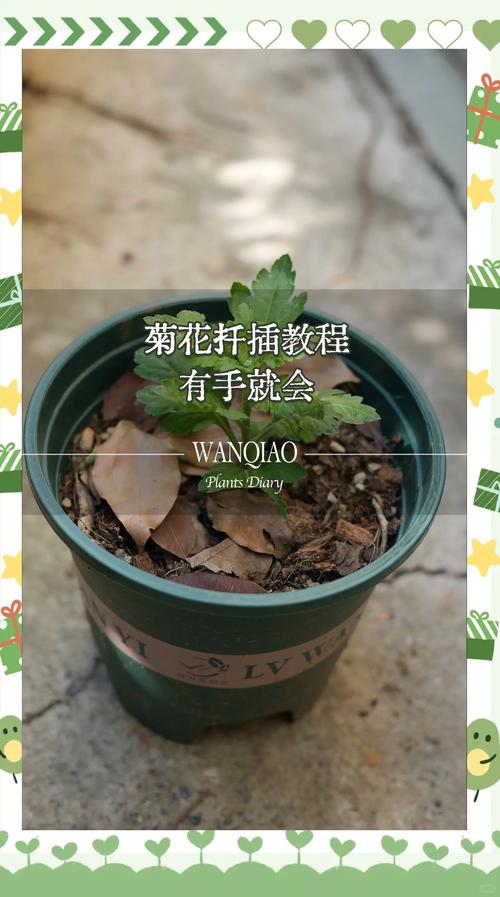 百日菊的扦插方法（百日菊插杆）-第8张图片-多多自然网
