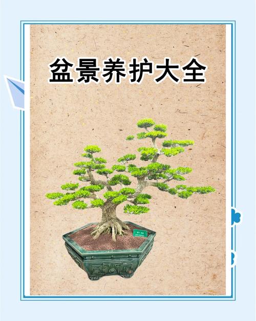 黄杨树怎么养（黄杨树怎么养好）-第3张图片-多多自然网