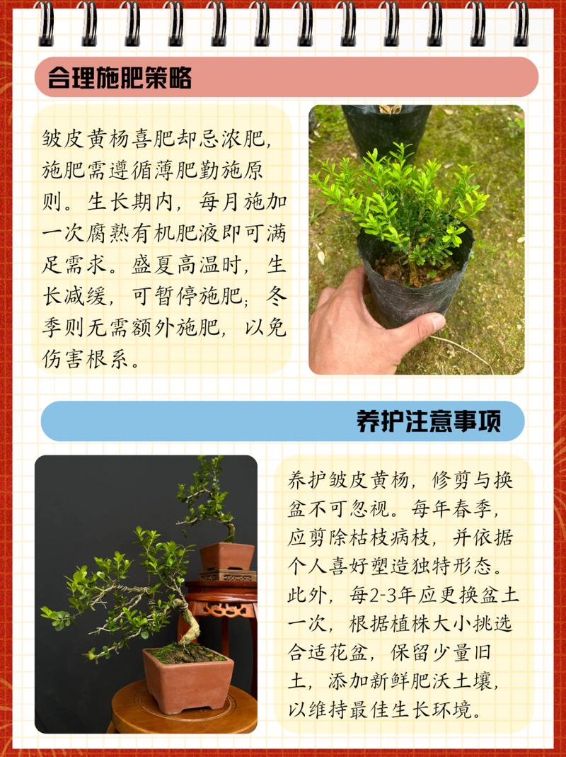 黄杨树怎么养（黄杨树怎么养好）-第5张图片-多多自然网