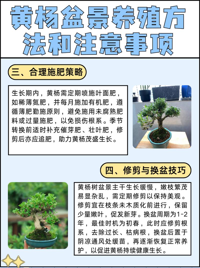 黄杨树怎么养（黄杨树怎么养好）-第7张图片-多多自然网