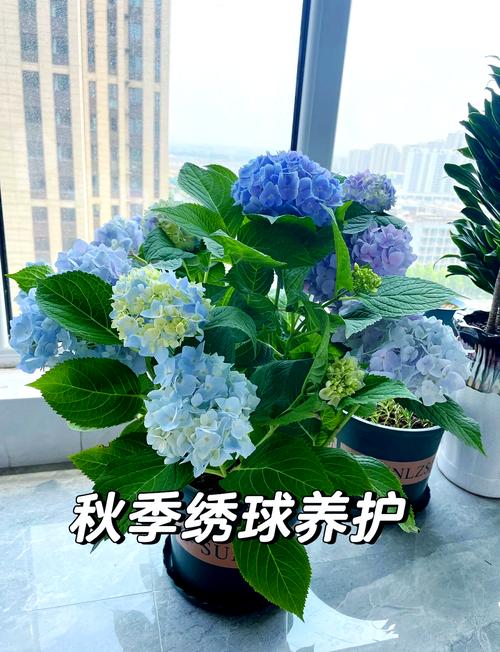 绣球花秋天怎么养(绣球花秋天养护)-第2张图片-多多自然网 绣球花秋天怎么养(绣球花秋天养护)-第2张图片-多多自然网