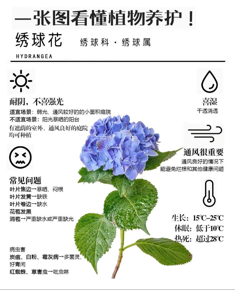 绣球花秋天怎么养(绣球花秋天养护)-第3张图片-多多自然网 绣球花秋天怎么养(绣球花秋天养护)-第3张图片-多多自然网
