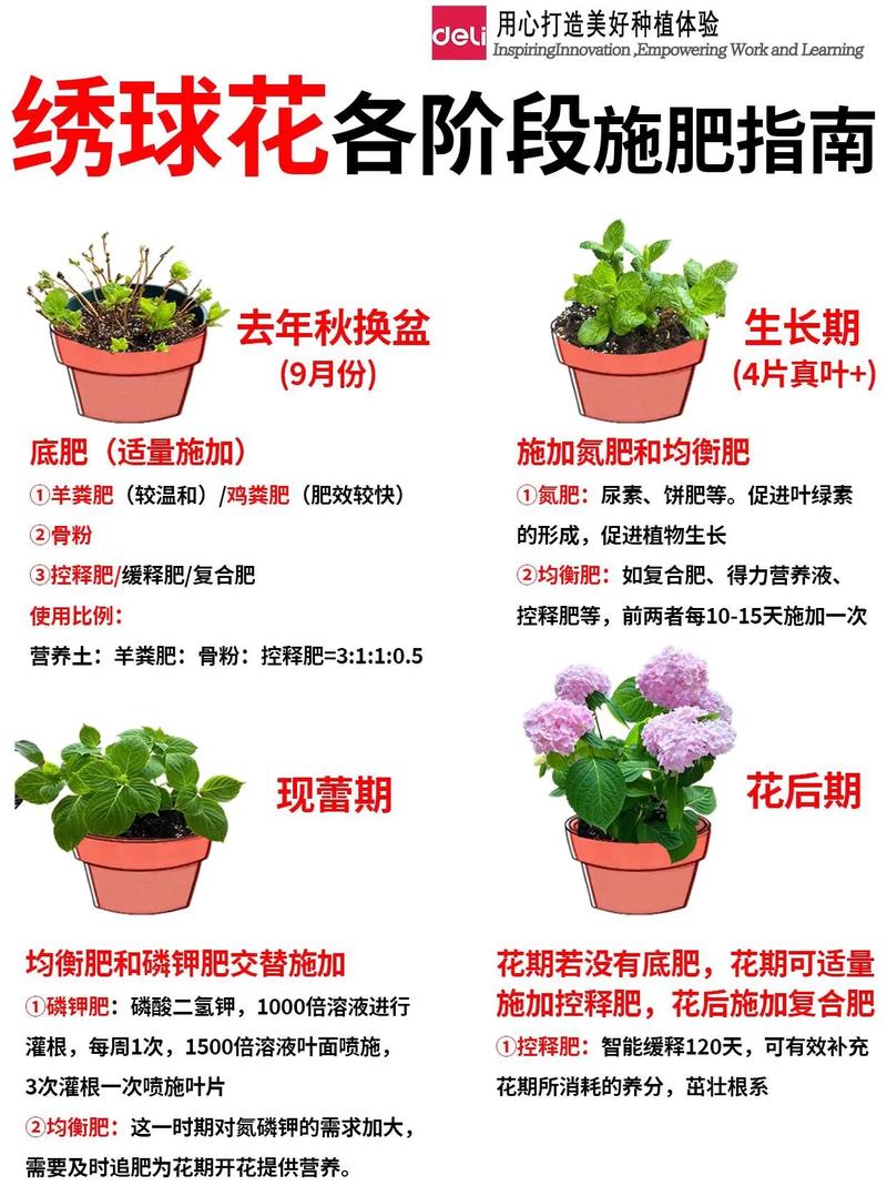 绣球花秋天怎么养(绣球花秋天养护)-第4张图片-多多自然网 绣球花秋天怎么养(绣球花秋天养护)-第4张图片-多多自然网