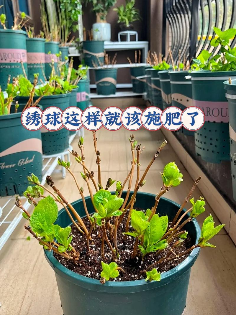 绣球花秋天怎么养(绣球花秋天养护)-第5张图片-多多自然网 绣球花秋天怎么养(绣球花秋天养护)-第5张图片-多多自然网