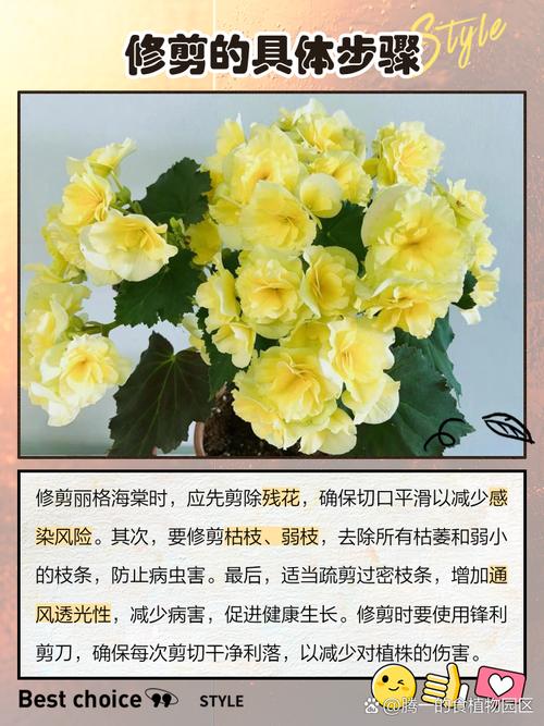丽格海棠如何修剪(丽格海棠如何修剪的视频)-第3张图片-多多自然网 丽格海棠如何修剪(丽格海棠如何修剪的视频)-第3张图片-多多自然网