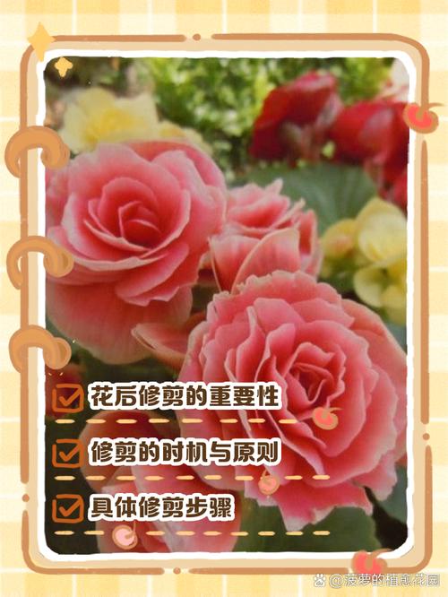 丽格海棠如何修剪(丽格海棠如何修剪的视频)-第5张图片-多多自然网 丽格海棠如何修剪(丽格海棠如何修剪的视频)-第5张图片-多多自然网