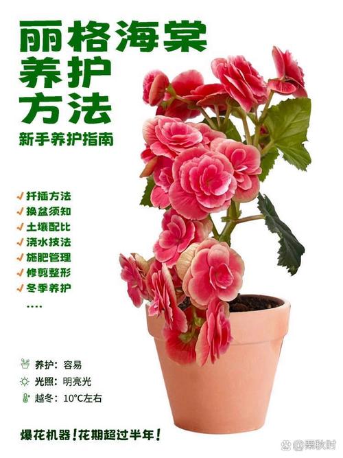 丽格海棠如何修剪(丽格海棠如何修剪的视频)-第6张图片-多多自然网 丽格海棠如何修剪(丽格海棠如何修剪的视频)-第6张图片-多多自然网