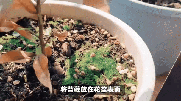 路边捡来的“垃圾”也能做肥料养花(垃圾处理后的肥料能用于哪些方面)-第1张图片-多多自然网 路边捡来的“垃圾”也能做肥料养花(垃圾处理后的肥料能用于哪些方面)-第1张图片-多多自然网
