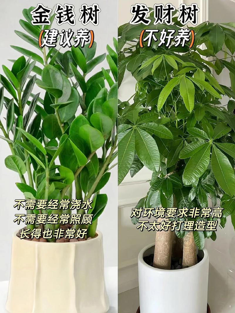 路边捡来的“垃圾”也能做肥料养花(垃圾处理后的肥料能用于哪些方面)-第3张图片-多多自然网 路边捡来的“垃圾”也能做肥料养花(垃圾处理后的肥料能用于哪些方面)-第3张图片-多多自然网