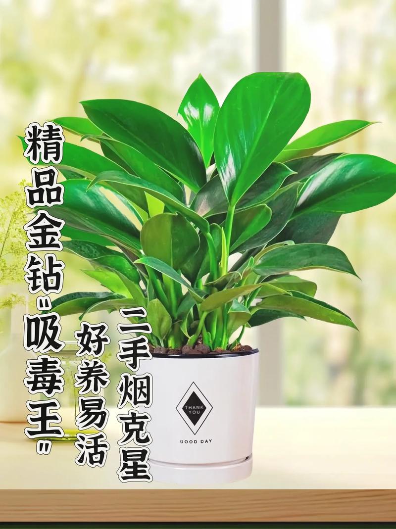 金钻如何换盆(刚买回来的金钻换盆怎么浇水)-第3张图片-多多自然网 金钻如何换盆(刚买回来的金钻换盆怎么浇水)-第3张图片-多多自然网