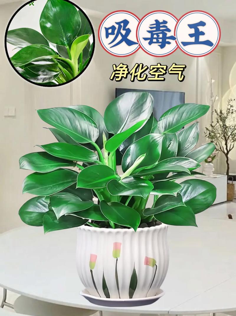 金钻如何换盆(刚买回来的金钻换盆怎么浇水)-第5张图片-多多自然网 金钻如何换盆(刚买回来的金钻换盆怎么浇水)-第5张图片-多多自然网