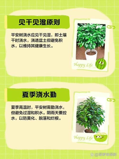 平安树多少天浇一次水（平安树一般几天浇一次水）-第2张图片-多多自然网
