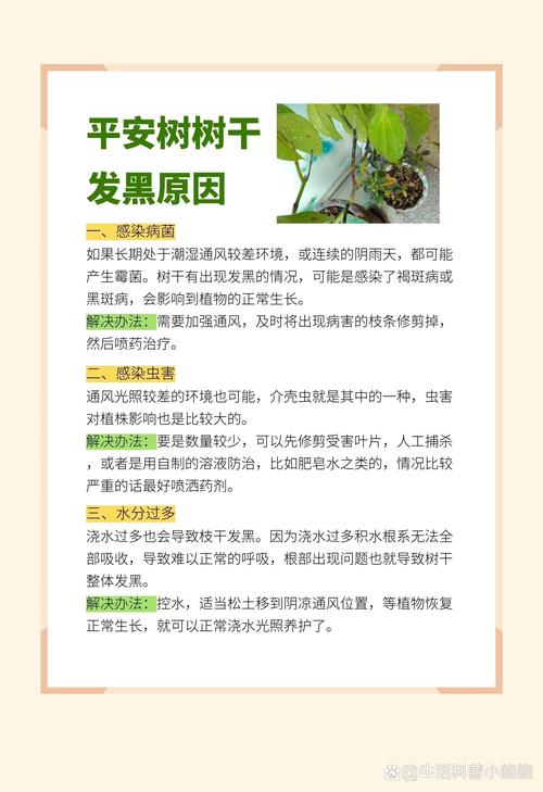 平安树多少天浇一次水（平安树一般几天浇一次水）-第3张图片-多多自然网