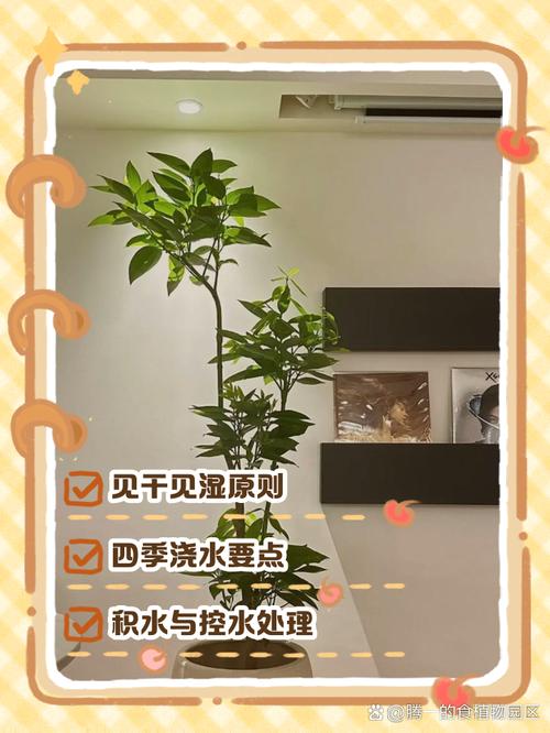 平安树多少天浇一次水（平安树一般几天浇一次水）-第4张图片-多多自然网