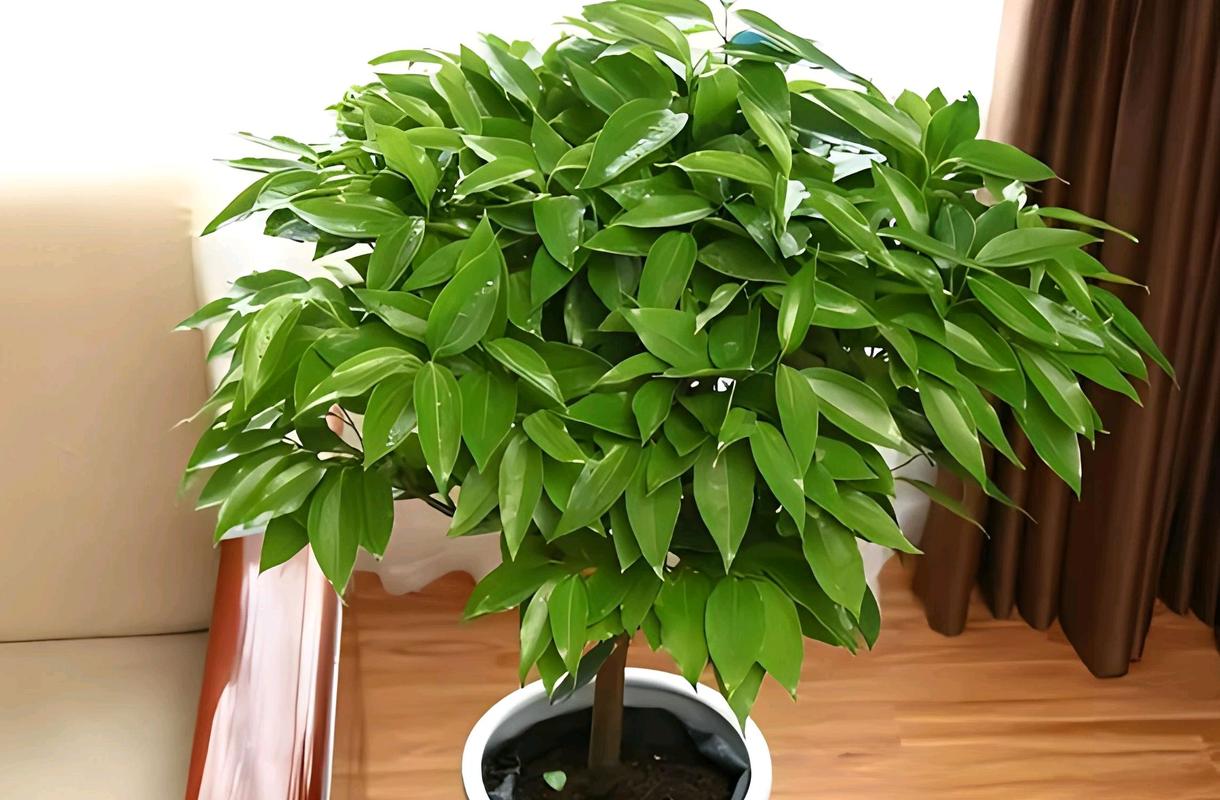 平安树多少天浇一次水（平安树一般几天浇一次水）-第6张图片-多多自然网