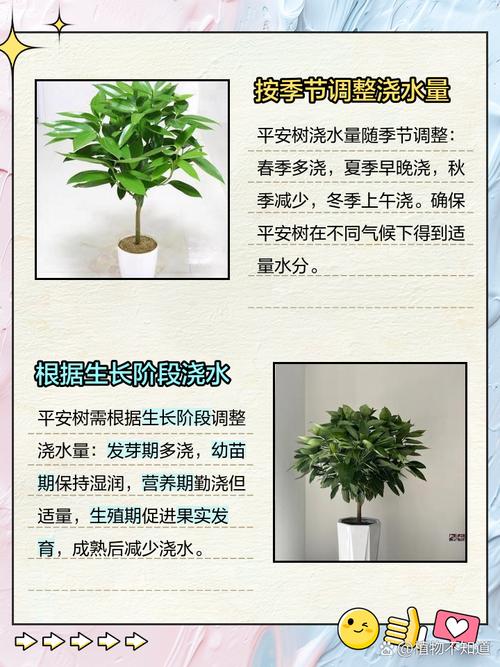 平安树多少天浇一次水（平安树一般几天浇一次水）-第7张图片-多多自然网