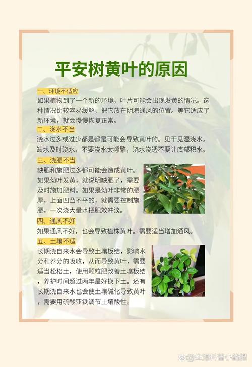 平安树多少天浇一次水（平安树一般几天浇一次水）-第8张图片-多多自然网