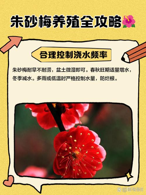 朱砂梅怎么养（朱砂梅怎么养护）-第2张图片-多多自然网
