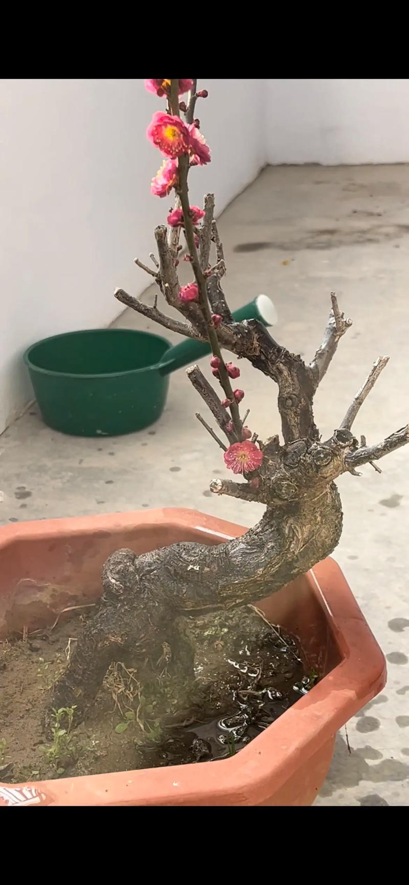 朱砂梅怎么养（朱砂梅怎么养护）-第5张图片-多多自然网