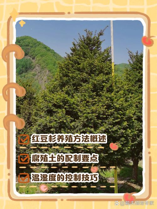 红豆杉怎么养长得快(红豆杉怎么家养)-第3张图片-多多自然网 红豆杉怎么养长得快(红豆杉怎么家养)-第3张图片-多多自然网