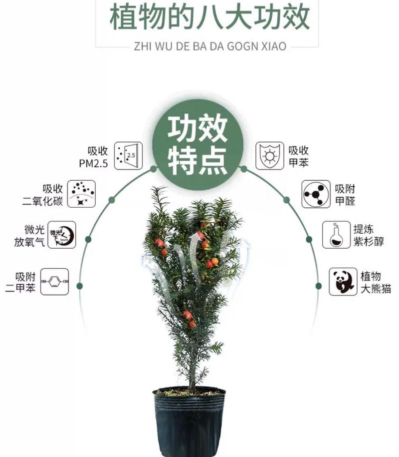 红豆杉怎么养长得快(红豆杉怎么家养)-第4张图片-多多自然网 红豆杉怎么养长得快(红豆杉怎么家养)-第4张图片-多多自然网
