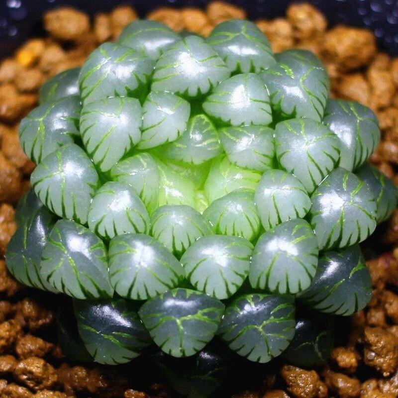 玉露秋天怎么养（玉露秋天多久浇一次水）-第2张图片-多多自然网