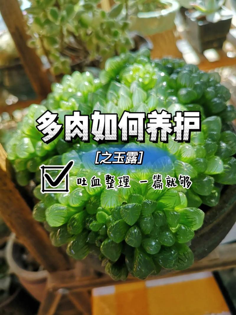 玉露秋天怎么养（玉露秋天多久浇一次水）-第3张图片-多多自然网