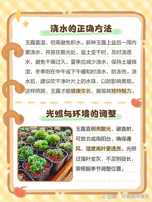 玉露秋天怎么养（玉露秋天多久浇一次水）-第5张图片-多多自然网