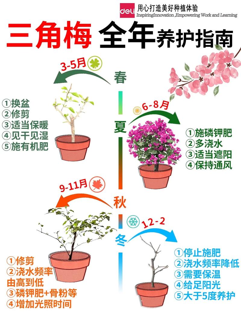 怎么让三角梅全年开花(怎么让三角梅开爆盆)-第2张图片-多多自然网 怎么让三角梅全年开花(怎么让三角梅开爆盆)-第2张图片-多多自然网