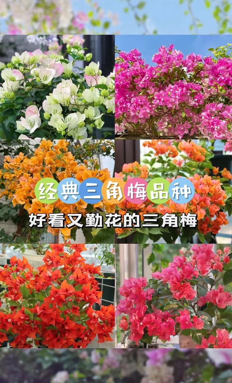 怎么让三角梅全年开花(怎么让三角梅开爆盆)-第6张图片-多多自然网 怎么让三角梅全年开花(怎么让三角梅开爆盆)-第6张图片-多多自然网