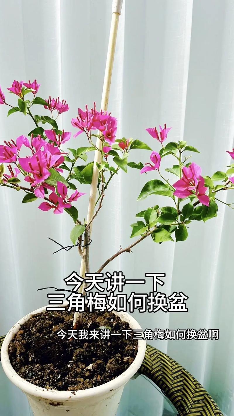 怎么让三角梅全年开花(怎么让三角梅开爆盆)-第7张图片-多多自然网 怎么让三角梅全年开花(怎么让三角梅开爆盆)-第7张图片-多多自然网